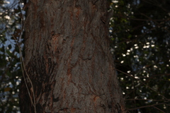 Eucalyptus tindaliae