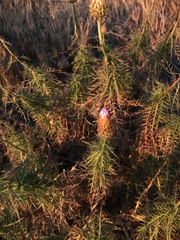 Plectocephalus chilensis