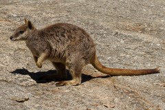 Petrogale mareeba