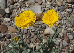 Baileya multiradiata
