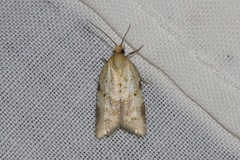 Clepsis divulsana