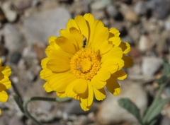 Baileya multiradiata