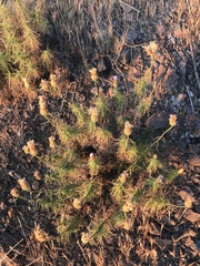 Plectocephalus chilensis