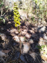 Deiregyne densiflora