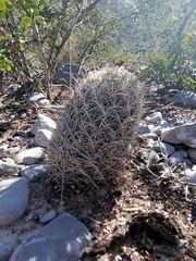 Coryphantha