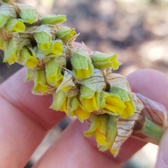 Deiregyne densiflora