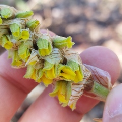 Deiregyne densiflora