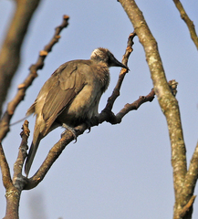 Philemon buceroides