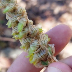 Deiregyne densiflora