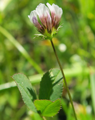 Trifolium variegatum