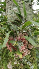 Pleopeltis macrocarpa