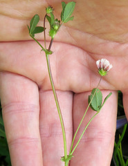 Trifolium variegatum