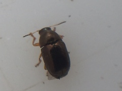 Diachus auratus