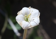 Acleisanthes longiflora