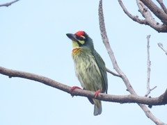 Psilopogon haemacephalus