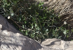 Acleisanthes longiflora