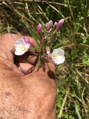Epilobium pallidiflorum