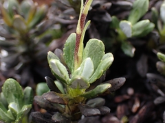 Celmisia brevifolia