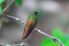 Heliodoxa rubricauda