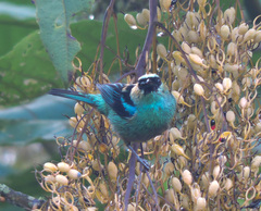 Tangara labradorides