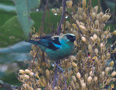 Tangara labradorides