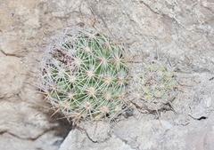 Escobaria tuberculosa
