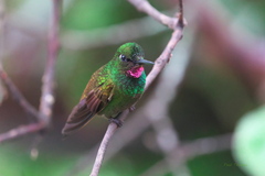 Heliodoxa rubricauda