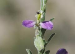 Hebecarpa macradenia