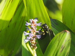 Biluna