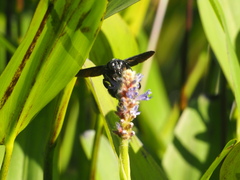 Biluna