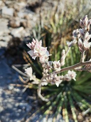 Hechtia glomerata
