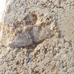 Pasiphilodes testulata