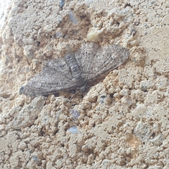 Pasiphilodes testulata