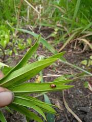 Coccinella undecimpunctata