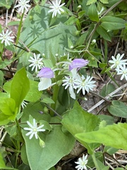 Stellaria pubera