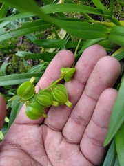 Prosthechea ochracea