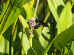 Biluna