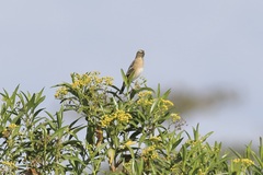 Euplectes hordeaceus