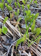 Equisetum