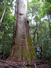 Eucalyptus cloeziana