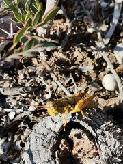 Agroecotettix modestus