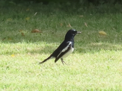 Copsychus saularis