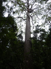 Eucalyptus cloeziana