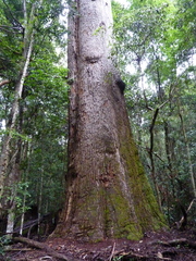 Eucalyptus cloeziana