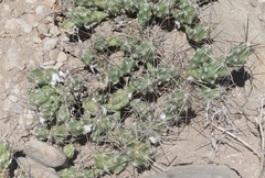 Grusonia aggeria