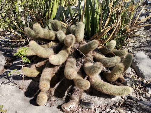 Echinocereus longisetus