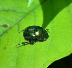 Dichotomius speciosus