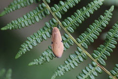 Archithosia costimacula