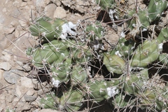 Grusonia aggeria