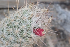 Escobaria tuberculosa